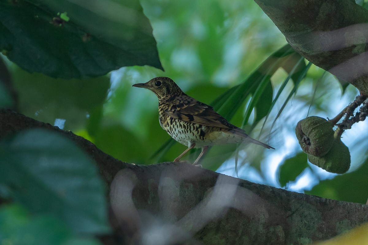 Scaly Thrush - ML640753964