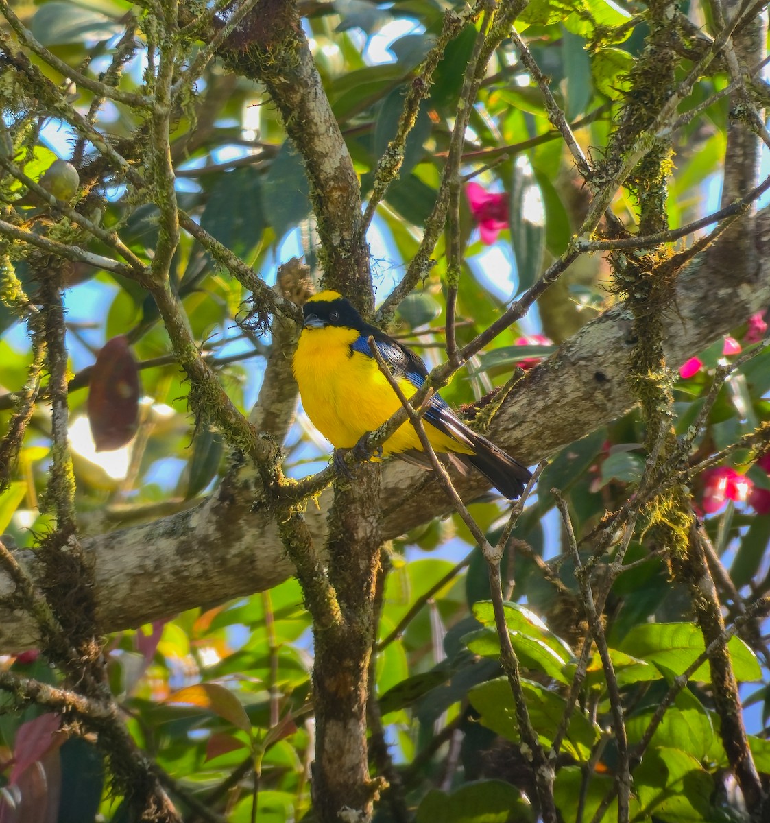 Blue-winged Mountain Tanager - ML640753989