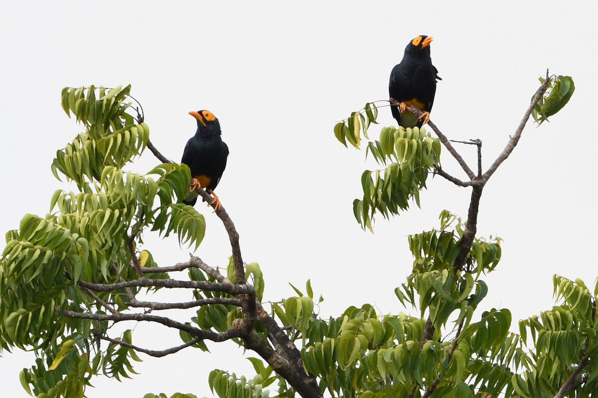 Yellow-faced Myna - ML640754000