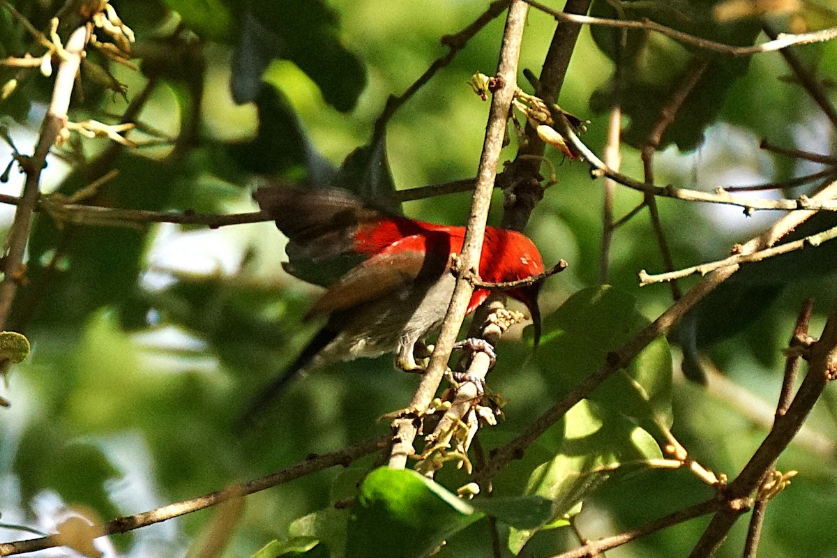 Crimson Sunbird - ML640754003