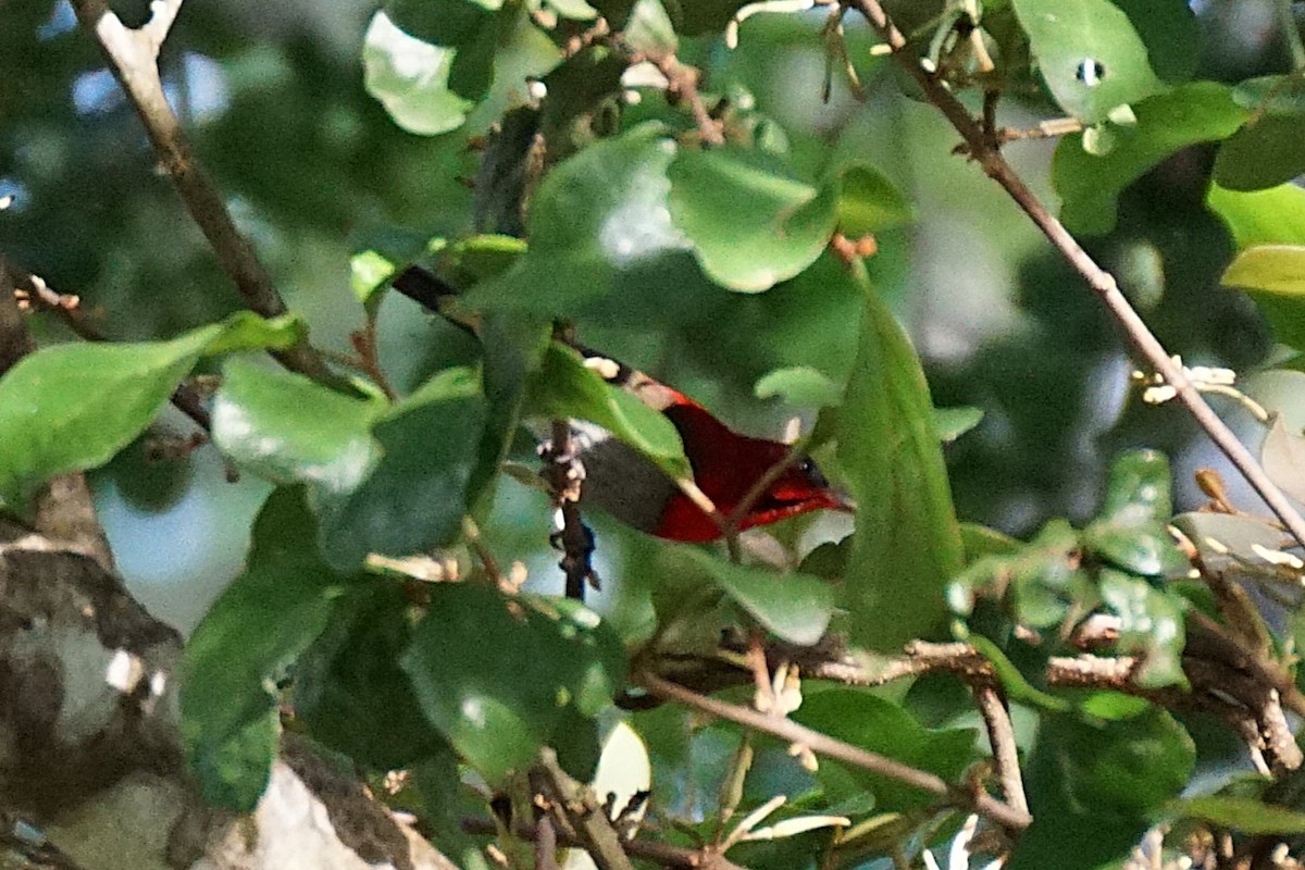 Crimson Sunbird - ML640754047