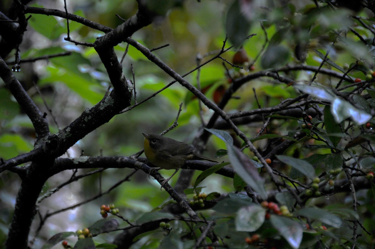 Common Yellowthroat - ML640754051