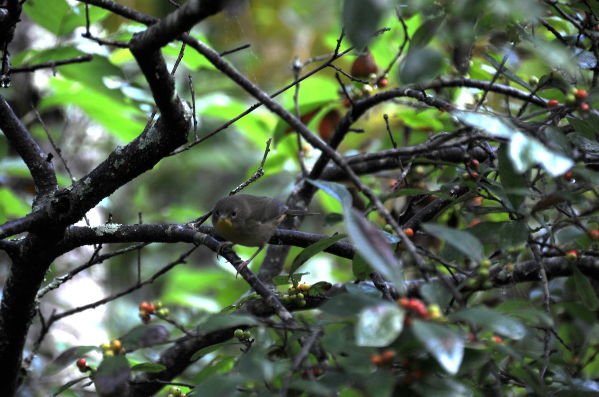 Common Yellowthroat - ML640754052