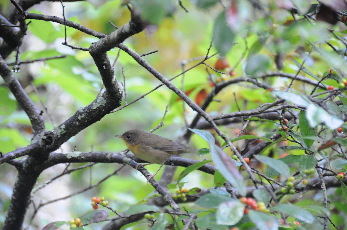 Common Yellowthroat - ML640754053