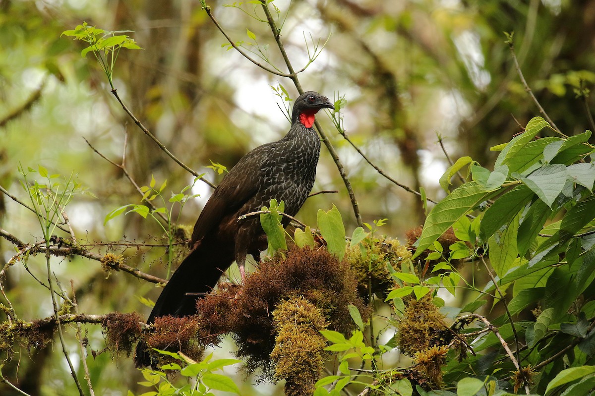 Cauca Guan - ML640754057