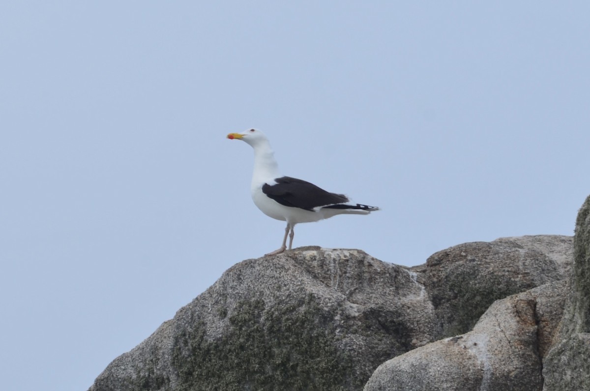 Great Black-backed Gull - ML640754133