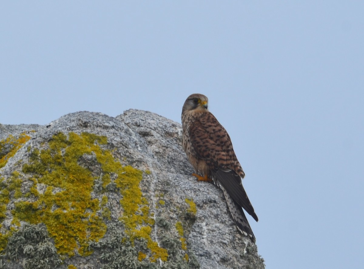 Начин шонхор - ML640754142