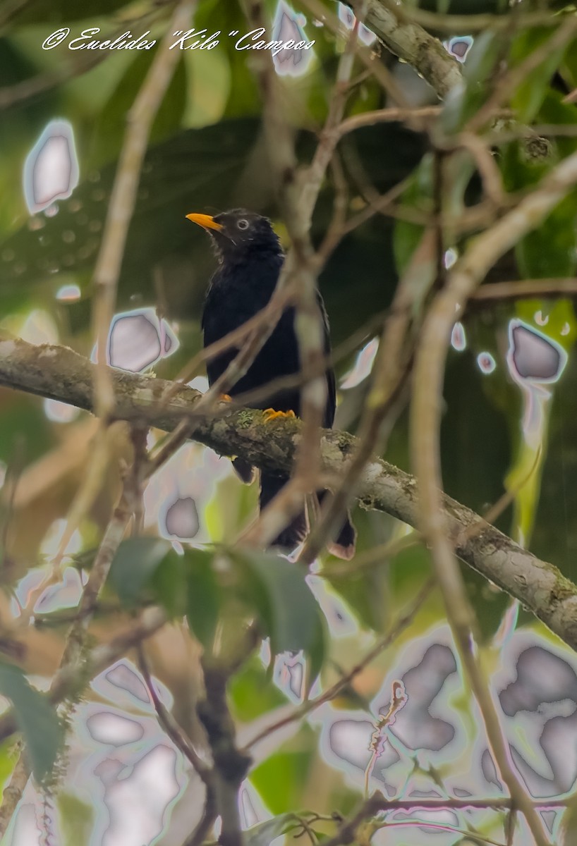 Pale-eyed Thrush - ML640754173