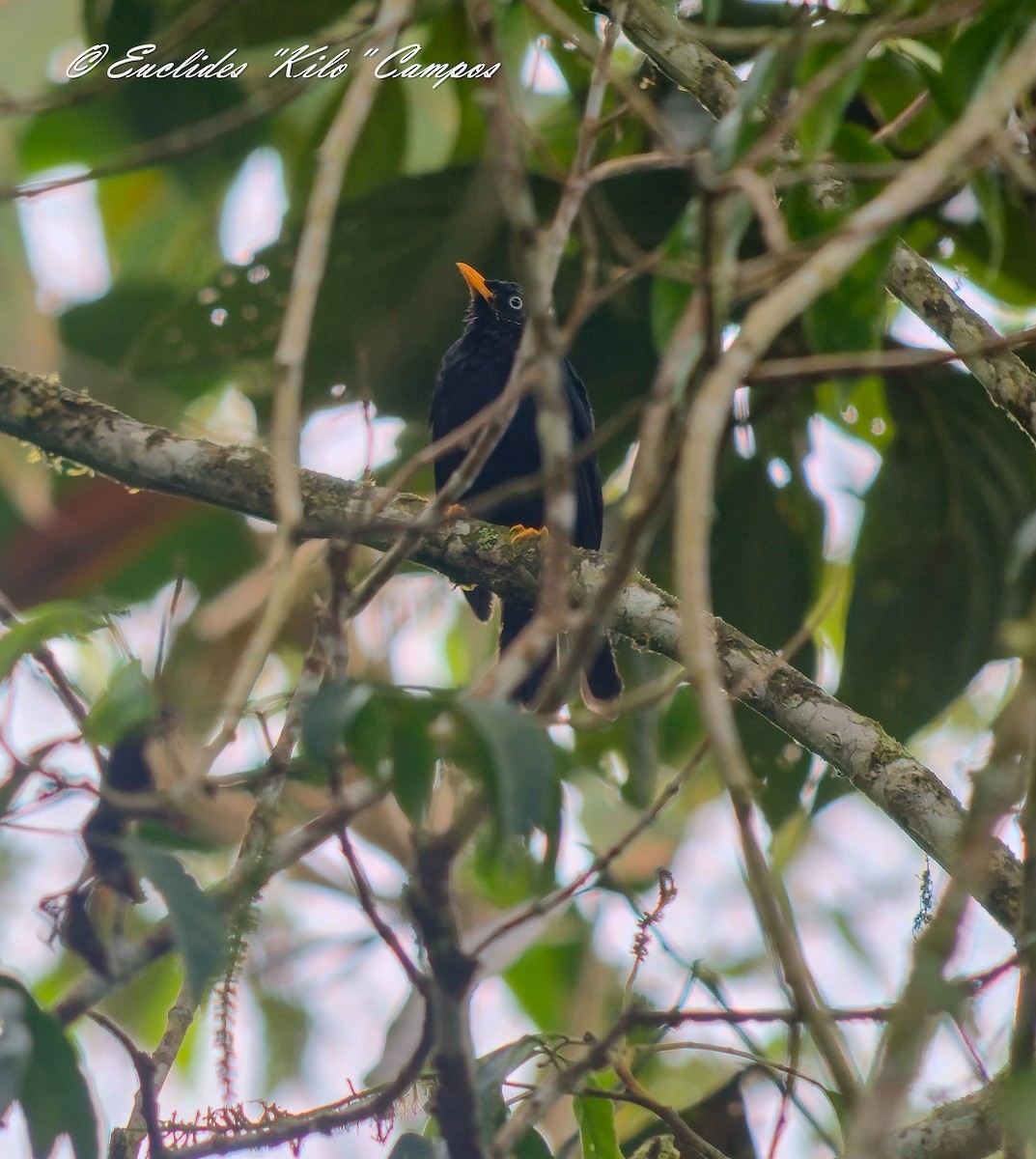 Pale-eyed Thrush - ML640754178