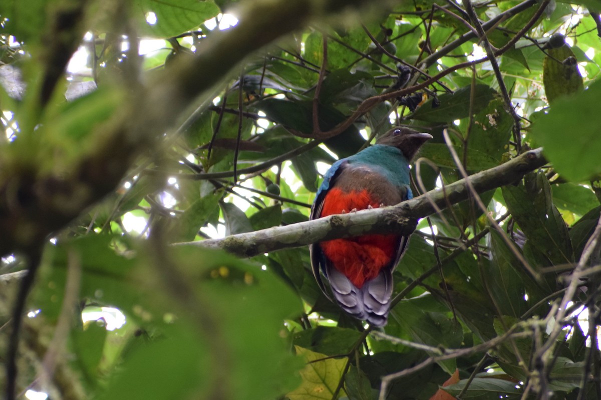 Quetzal doré - ML640754200