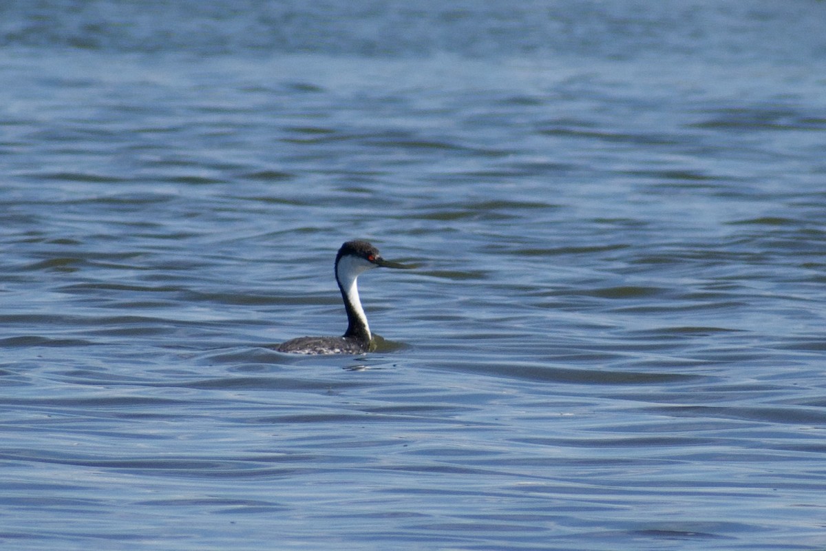Western Grebe - ML640754209