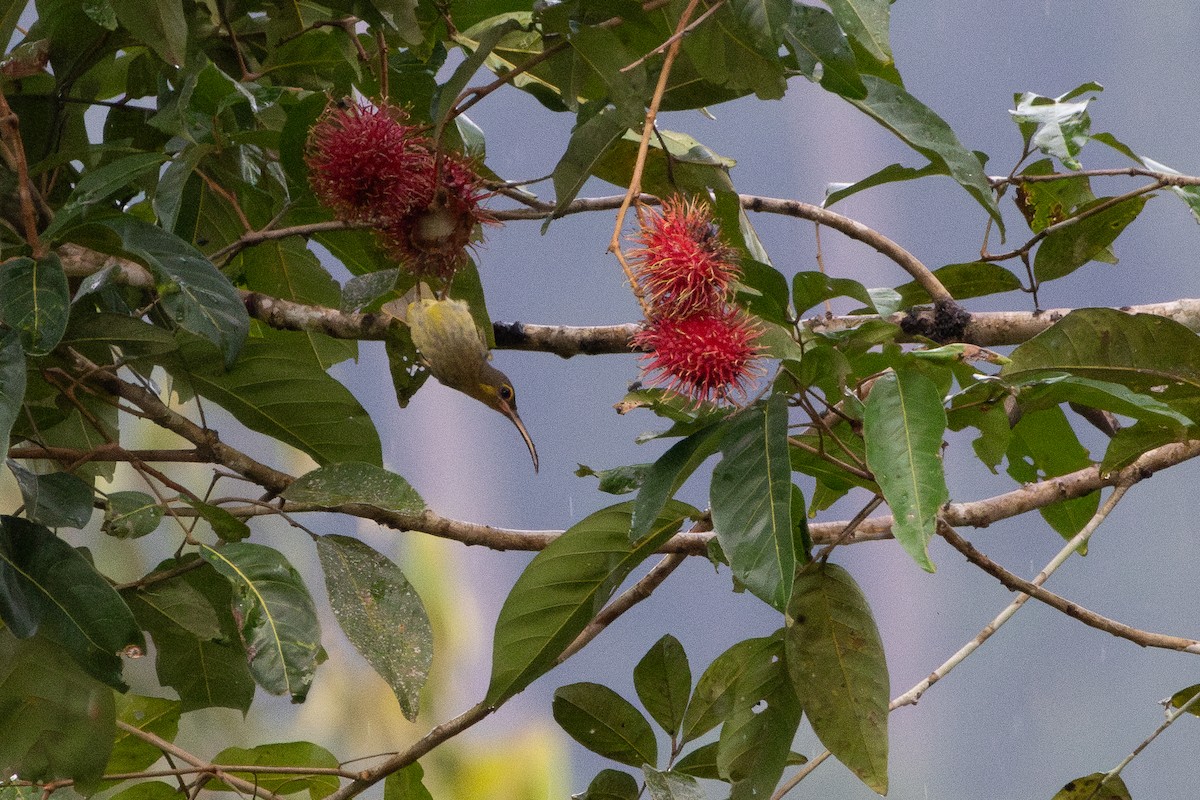 Yellow-eared Spiderhunter - ML640754372
