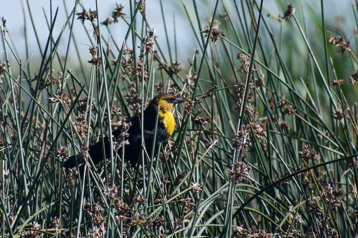 Yellow-headed Blackbird - ML640754374