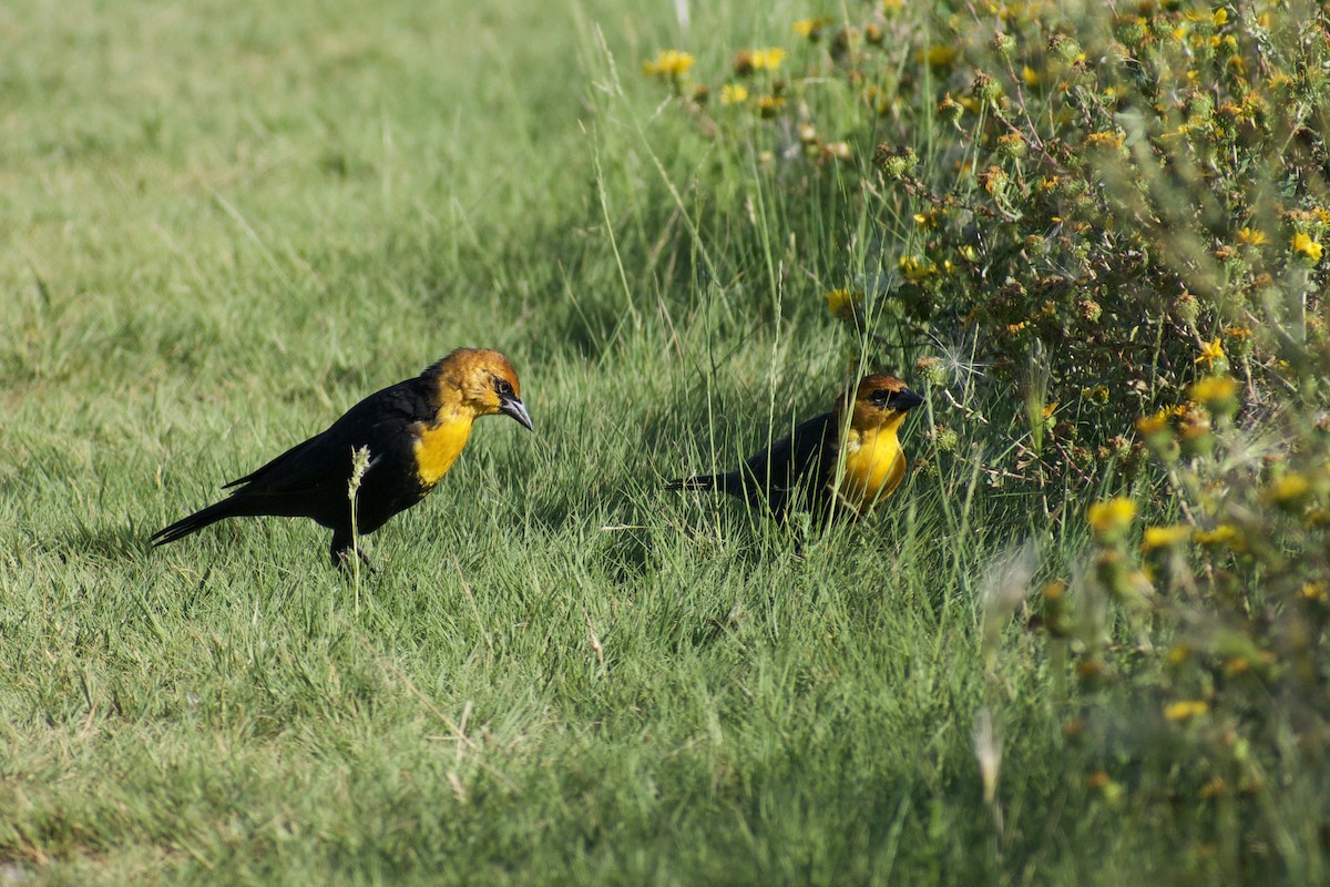 Yellow-headed Blackbird - ML640754378