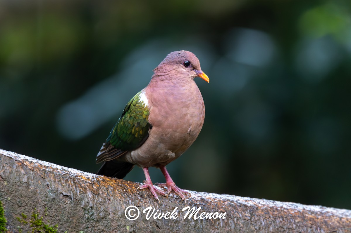 Pacific Emerald Dove - ML640754392