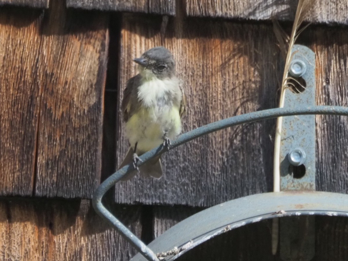 Eastern Phoebe - ML640754399