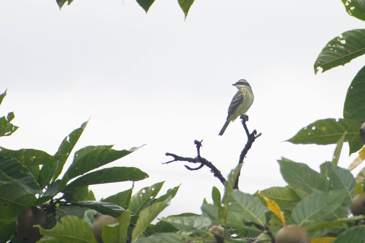 Piratic Flycatcher - ML640754462