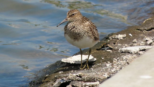 アメリカウズラシギ - ML640754592