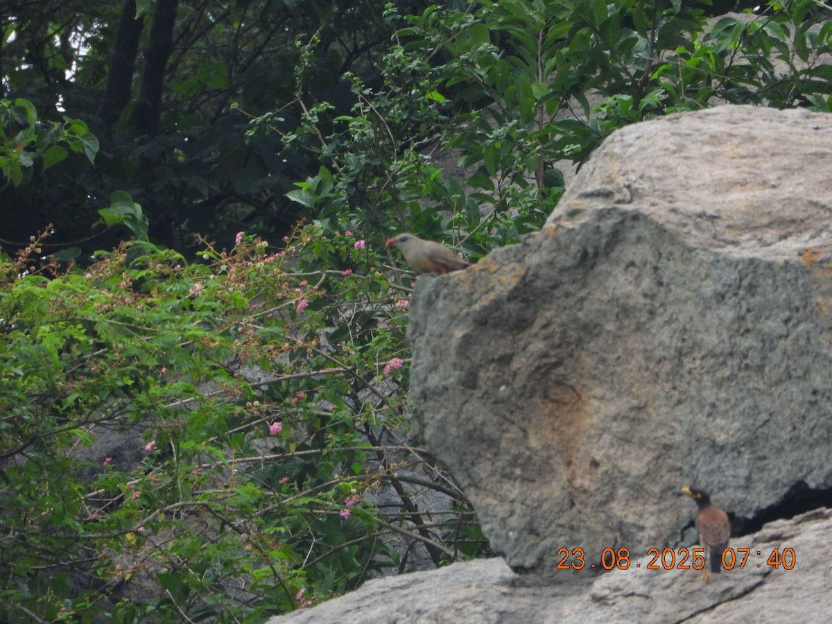 Sirkeer Malkoha - ML640754667