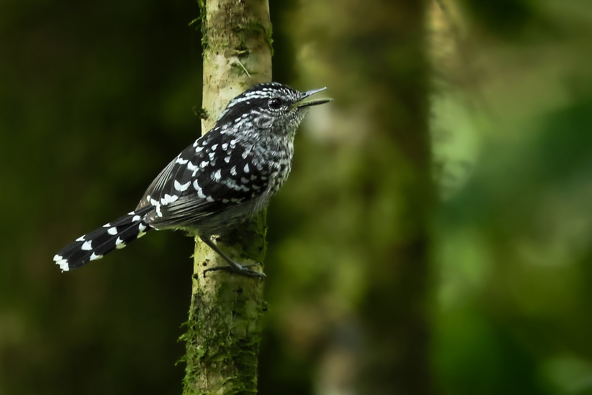Scaled Antbird - ML640754737
