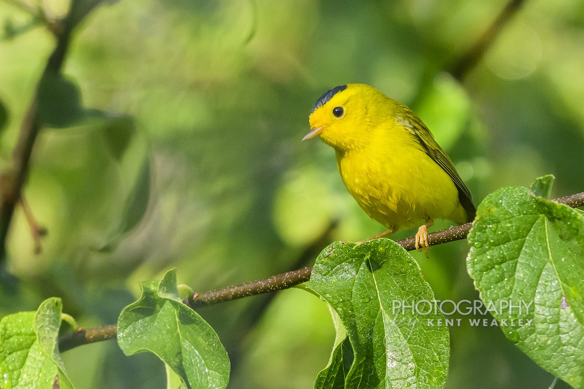 Wilson's Warbler - ML640754739