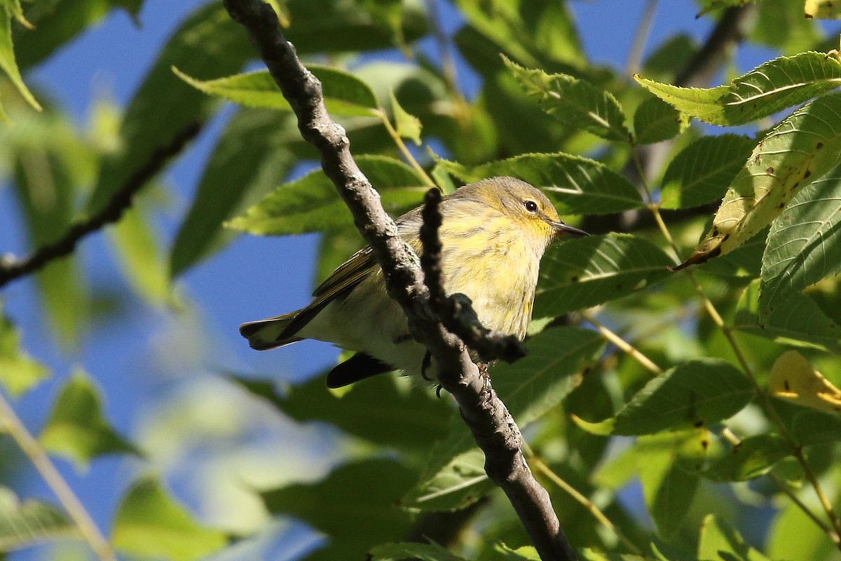 brunkinnparula - ML640754781