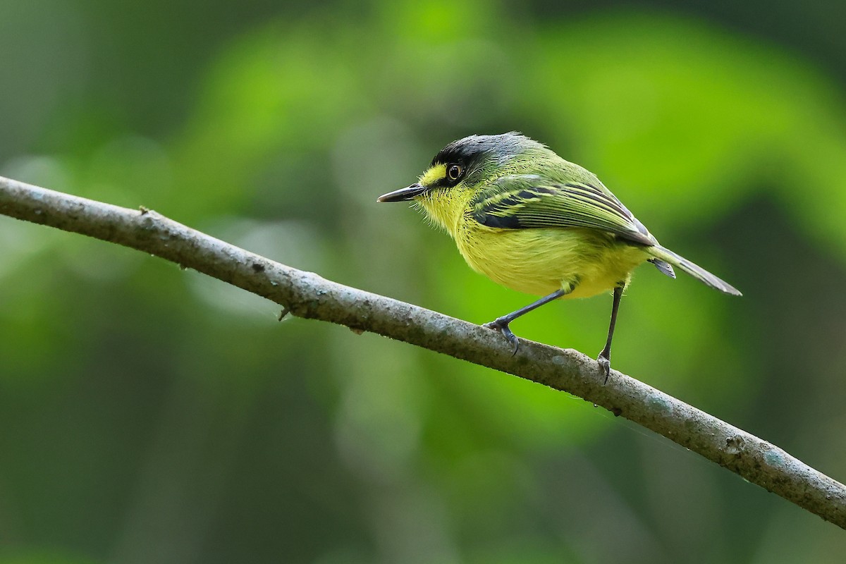 Gray-headed Tody-Flycatcher - ML640754788