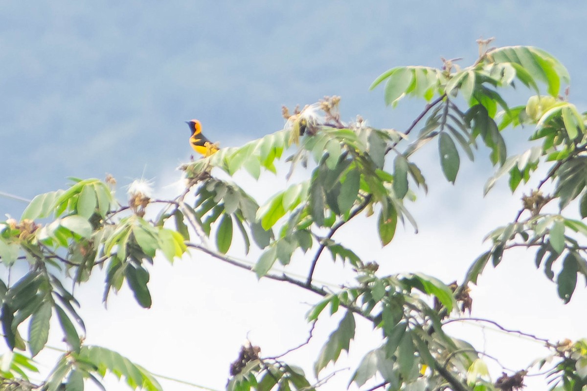 Orange-crowned Oriole - ML640754804