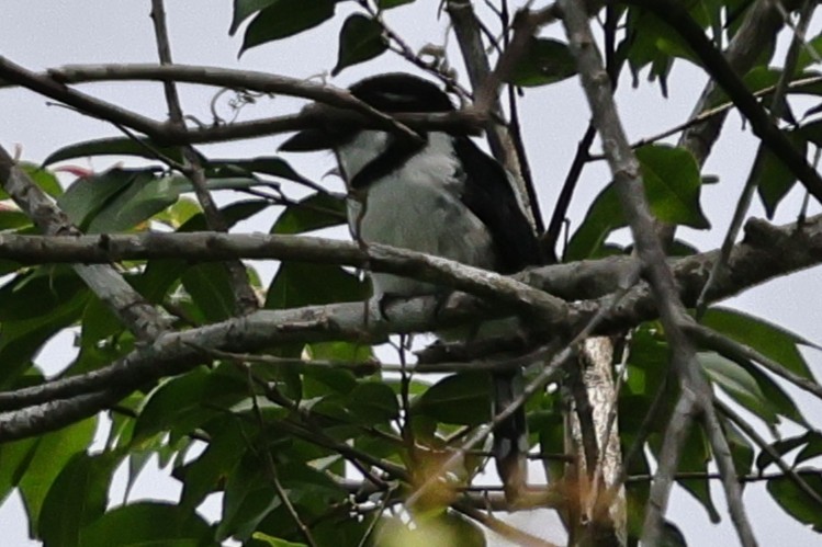 Pied Puffbird - ML640754936