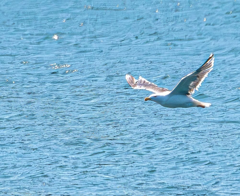 アメリカセグロカモメ - ML640755012