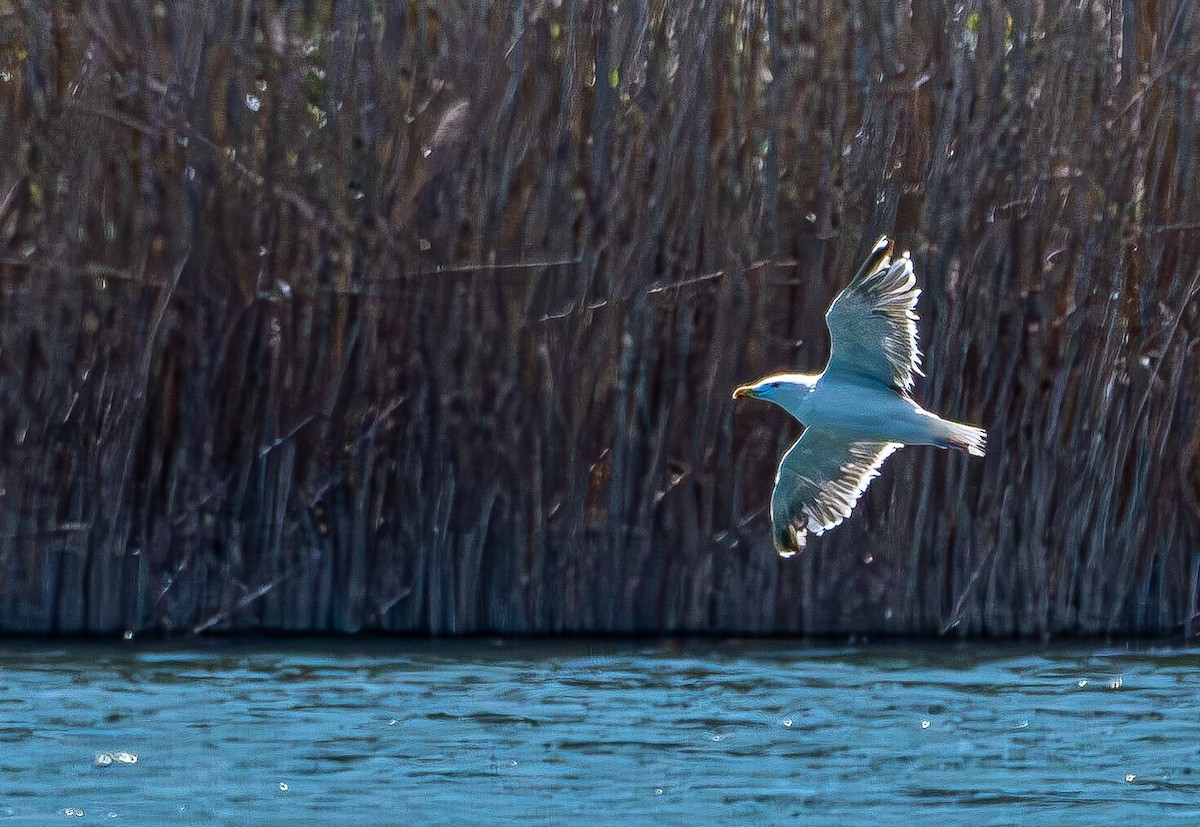 アメリカセグロカモメ - ML640755013