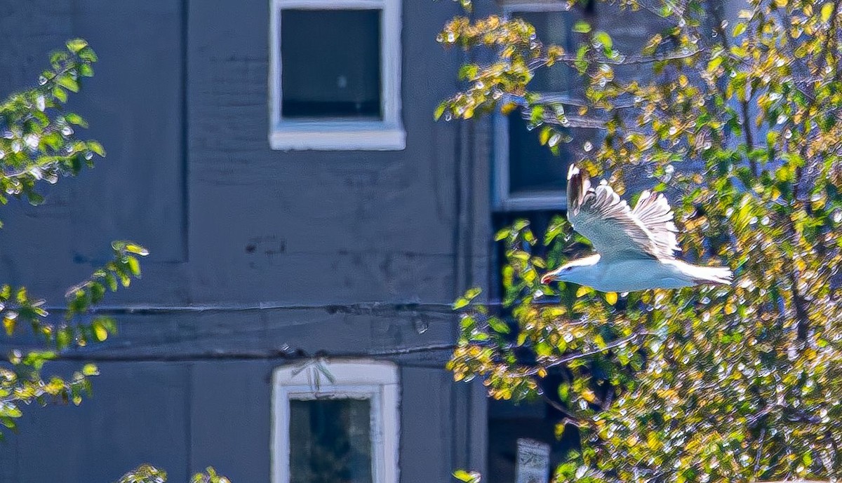 アメリカセグロカモメ - ML640755014