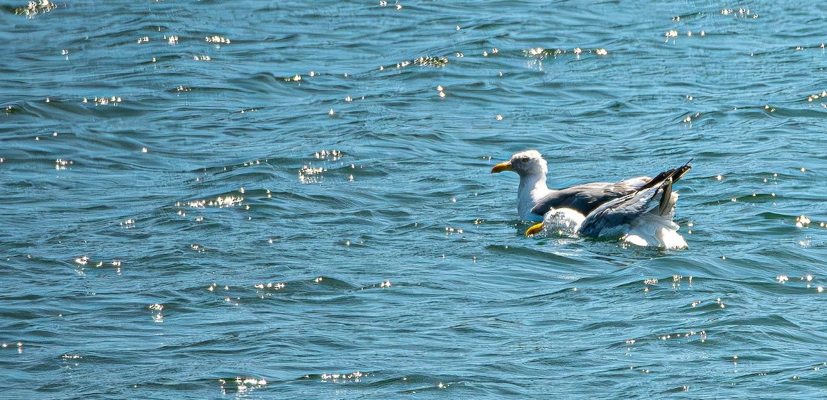 アメリカセグロカモメ - ML640755015