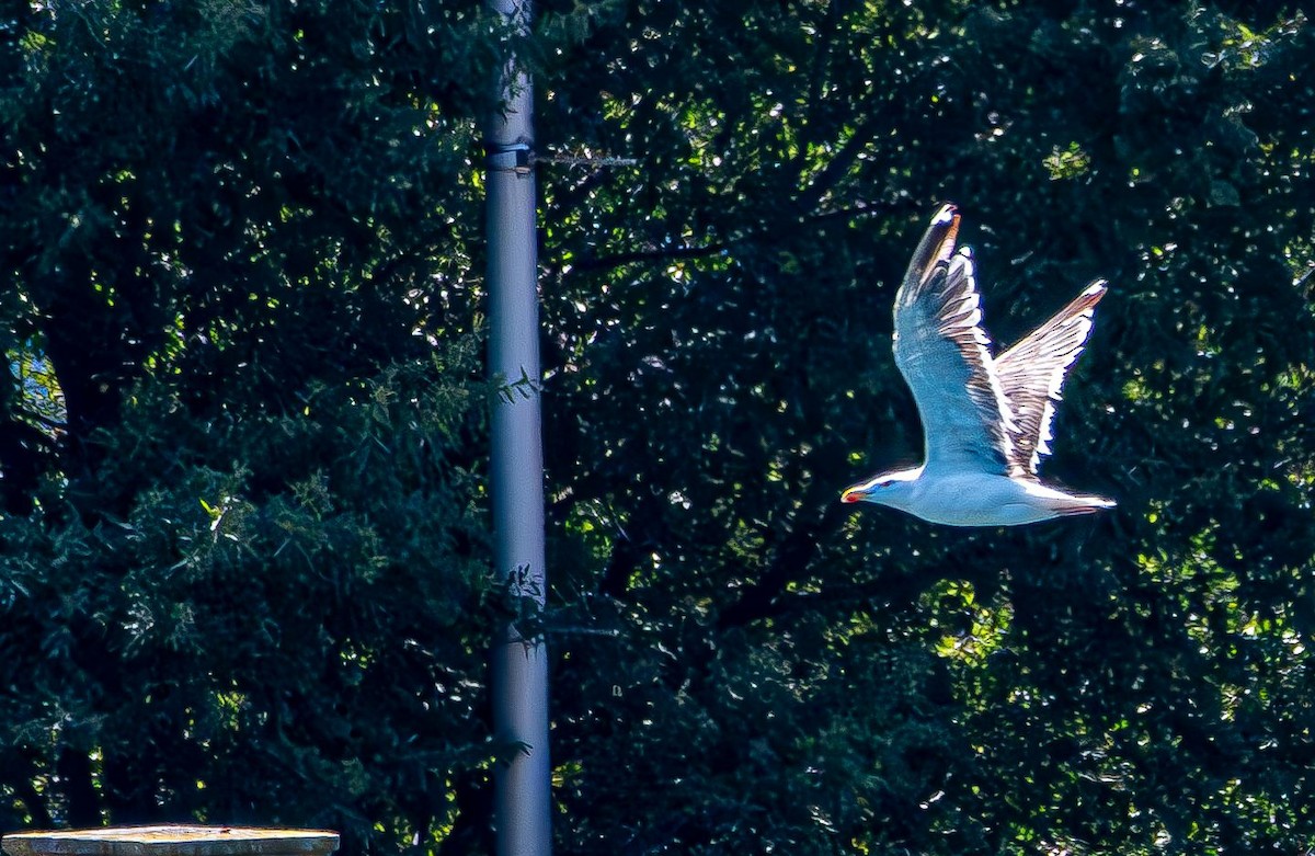 アメリカセグロカモメ - ML640755017