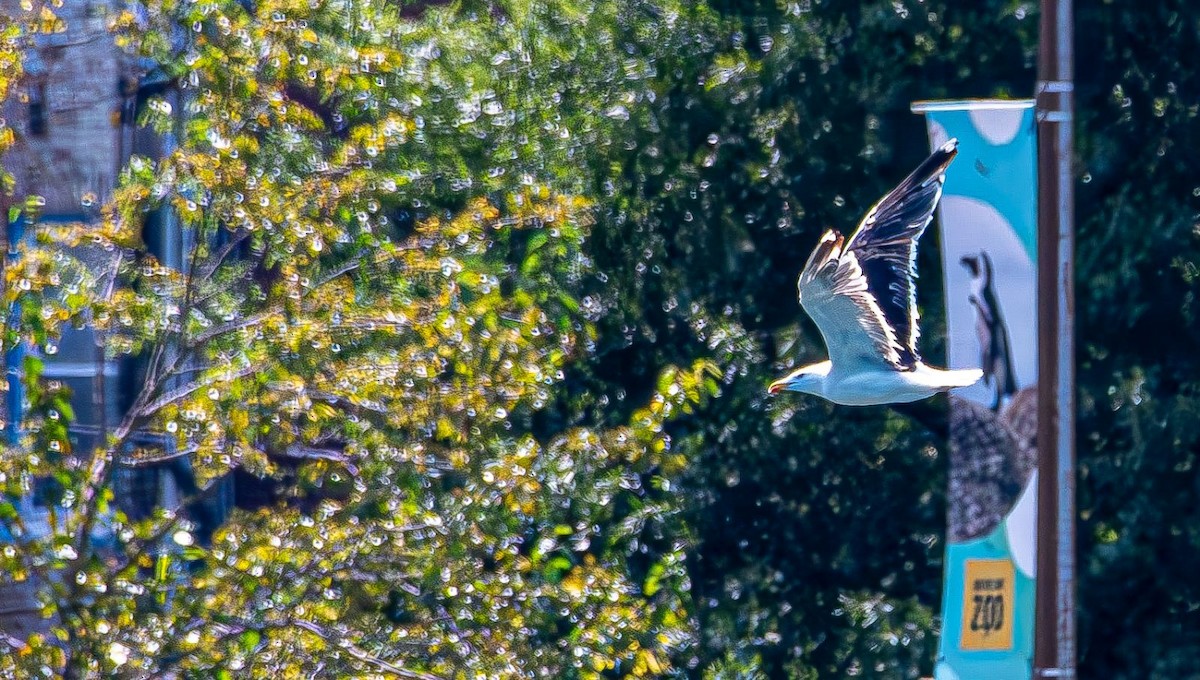 アメリカセグロカモメ - ML640755018