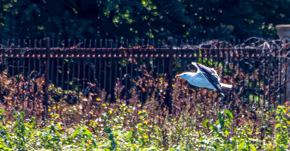 アメリカセグロカモメ - ML640755019