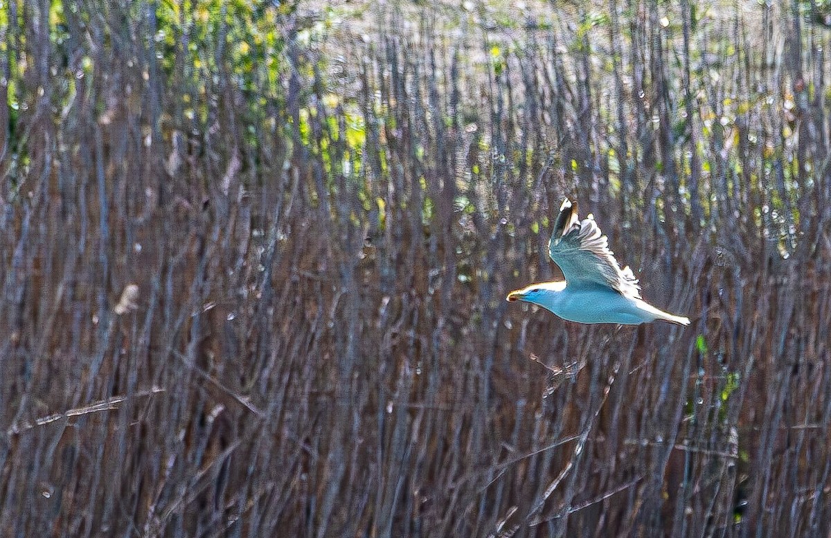 アメリカセグロカモメ - ML640755020