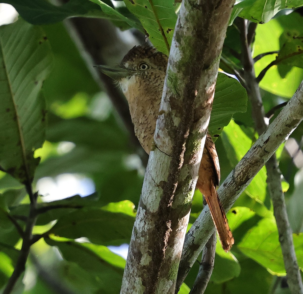 Barred Puffbird - ML640755022