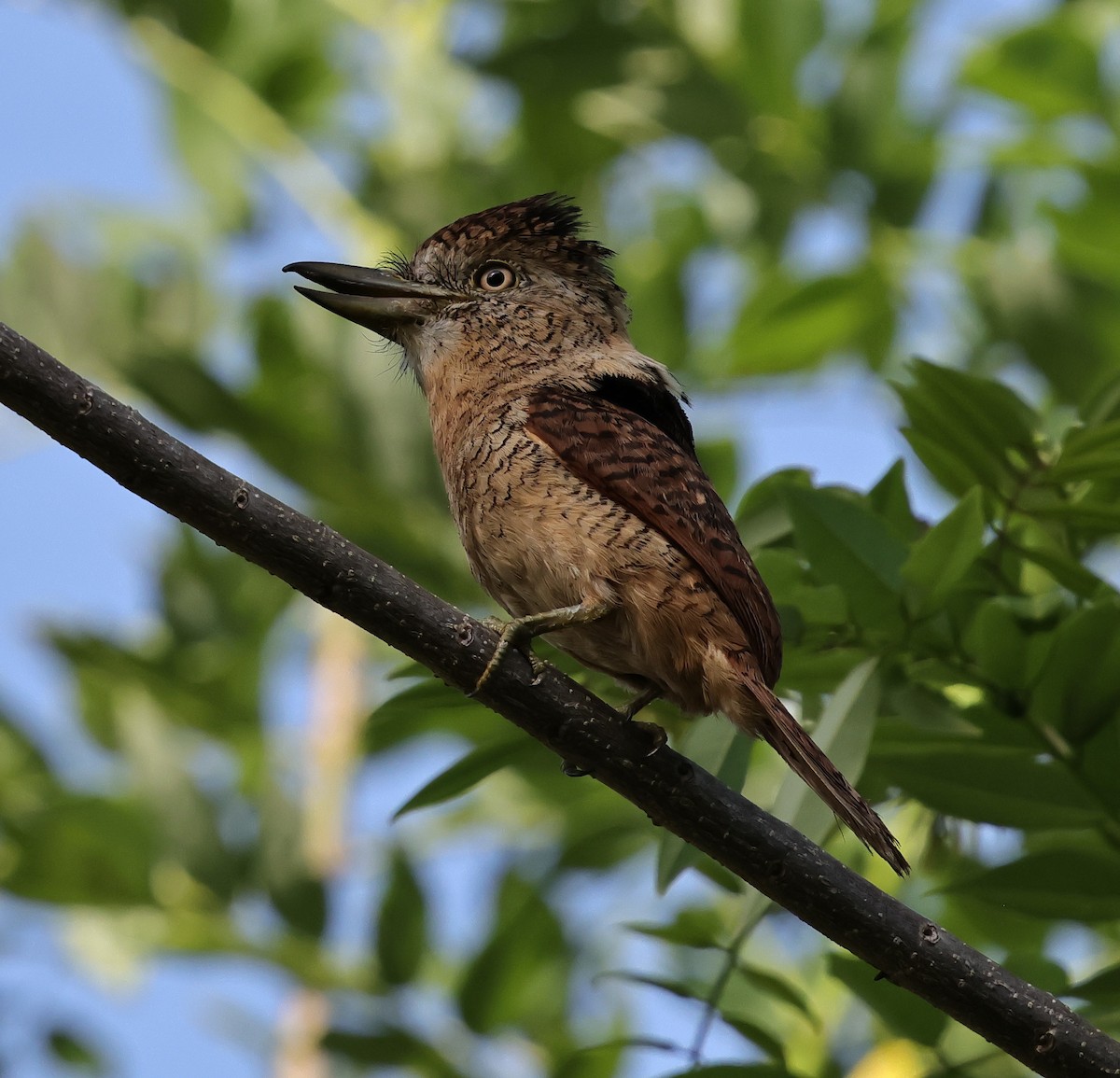 Barred Puffbird - ML640755024