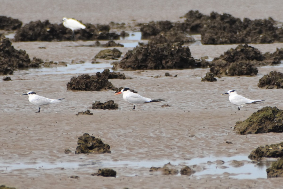 Elegant Tern - ML640755030