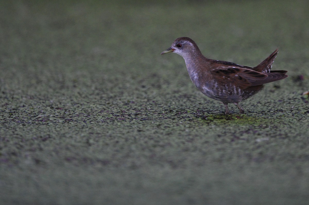 Хурган түнжүүр - ML640755047