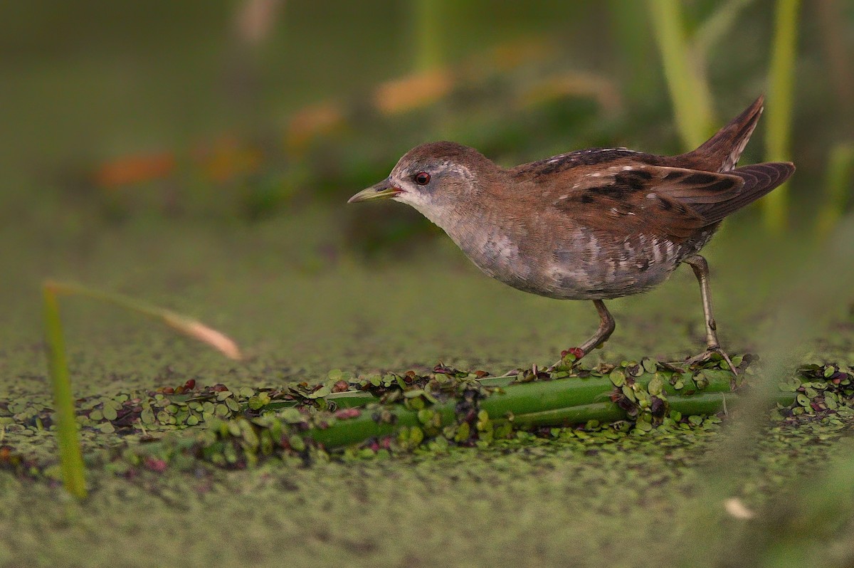 Хурган түнжүүр - ML640755048