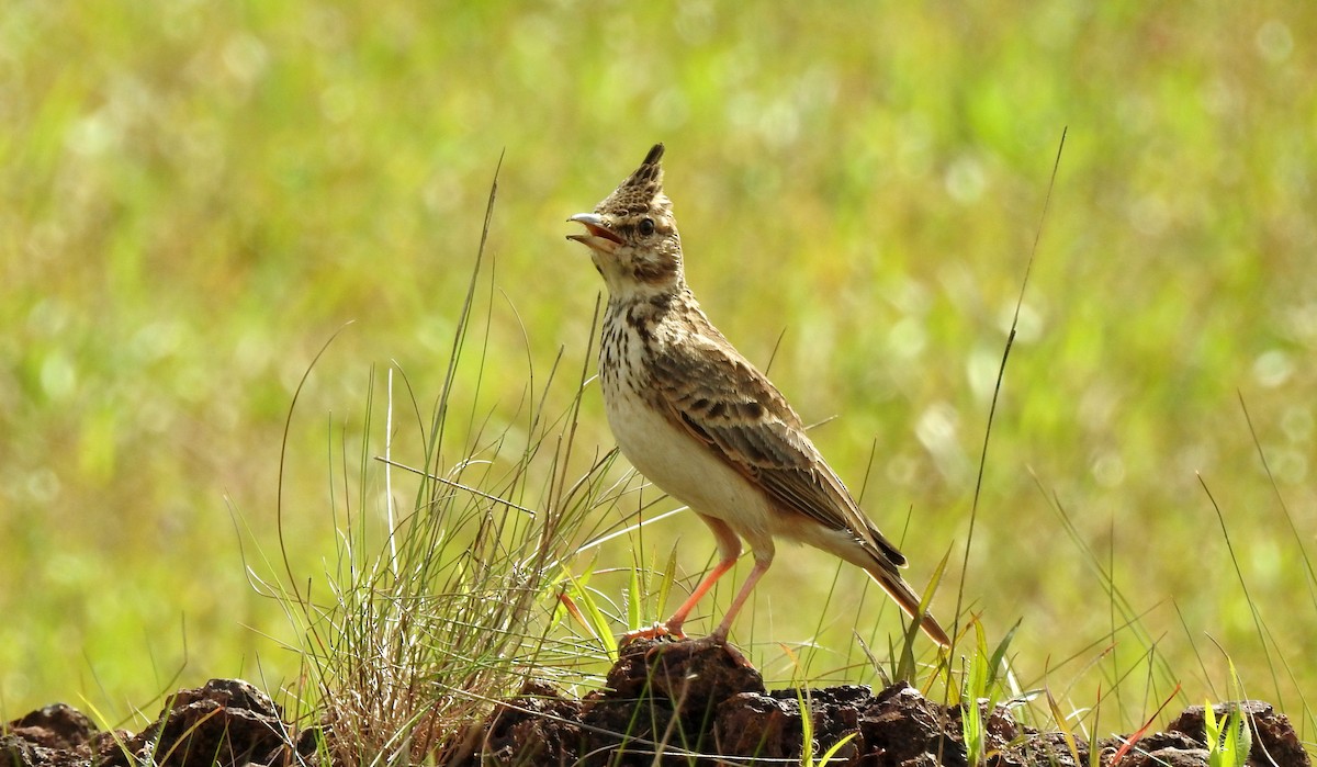 Malabar Lark - ML640755092