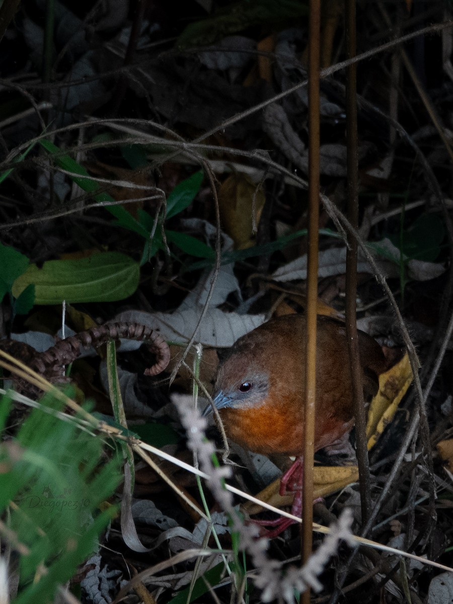 Russet-crowned Crake - ML640755110