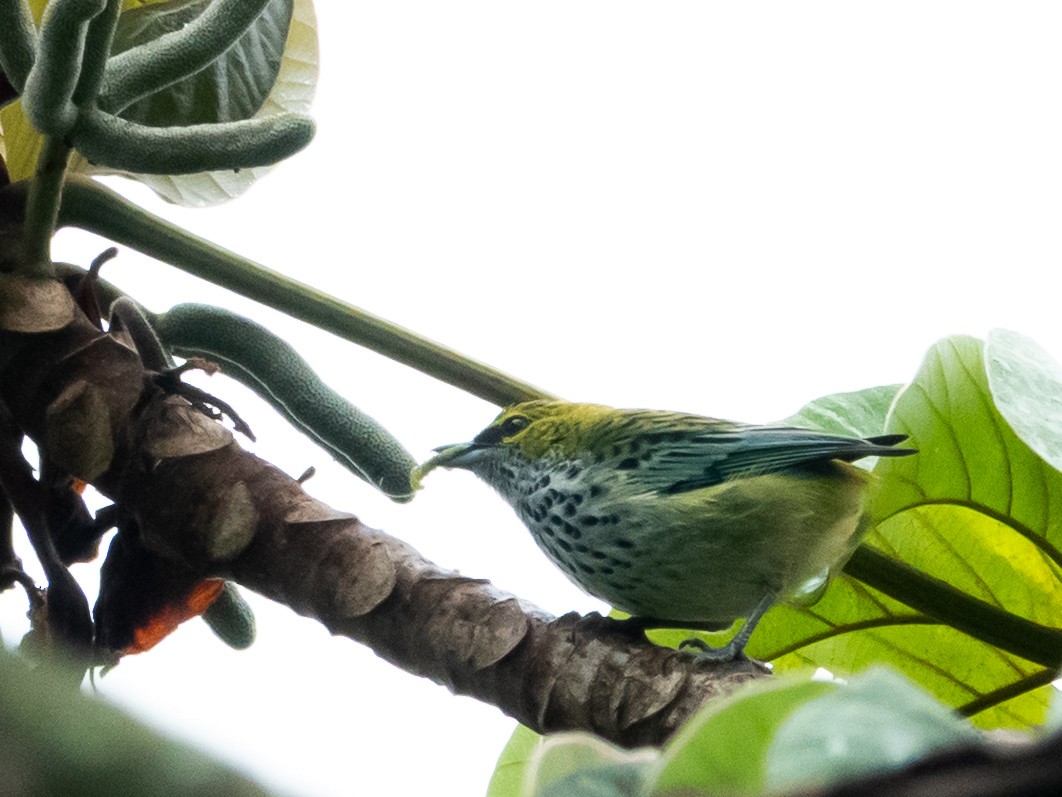 Speckled Tanager - ML640755141