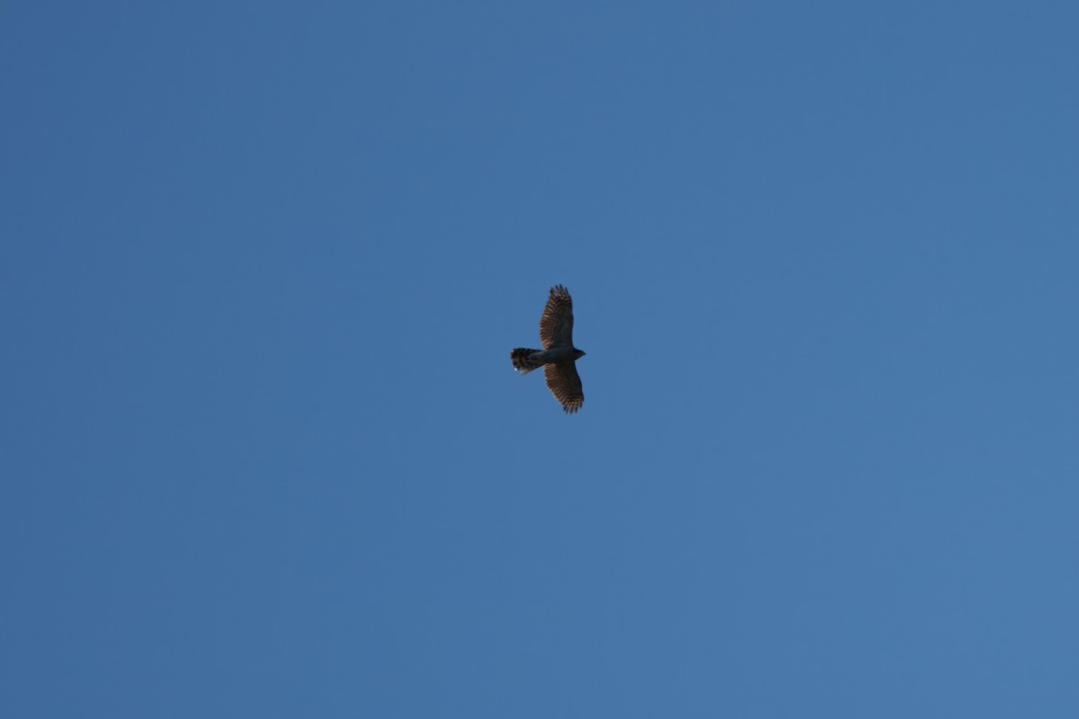 American Goshawk - ML640755189