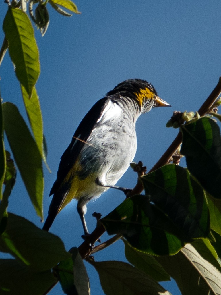 Yellow-backed Tanager - ML640755201