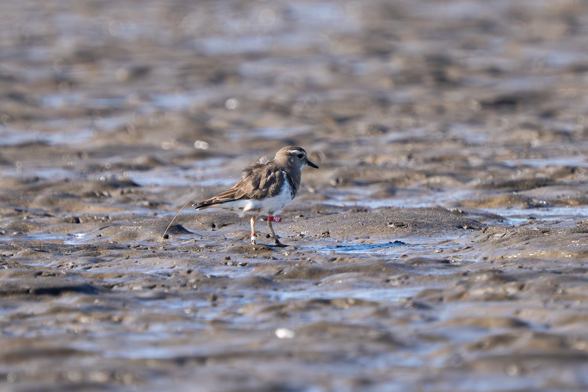 Rufous-chested Dotterel - ML640755300