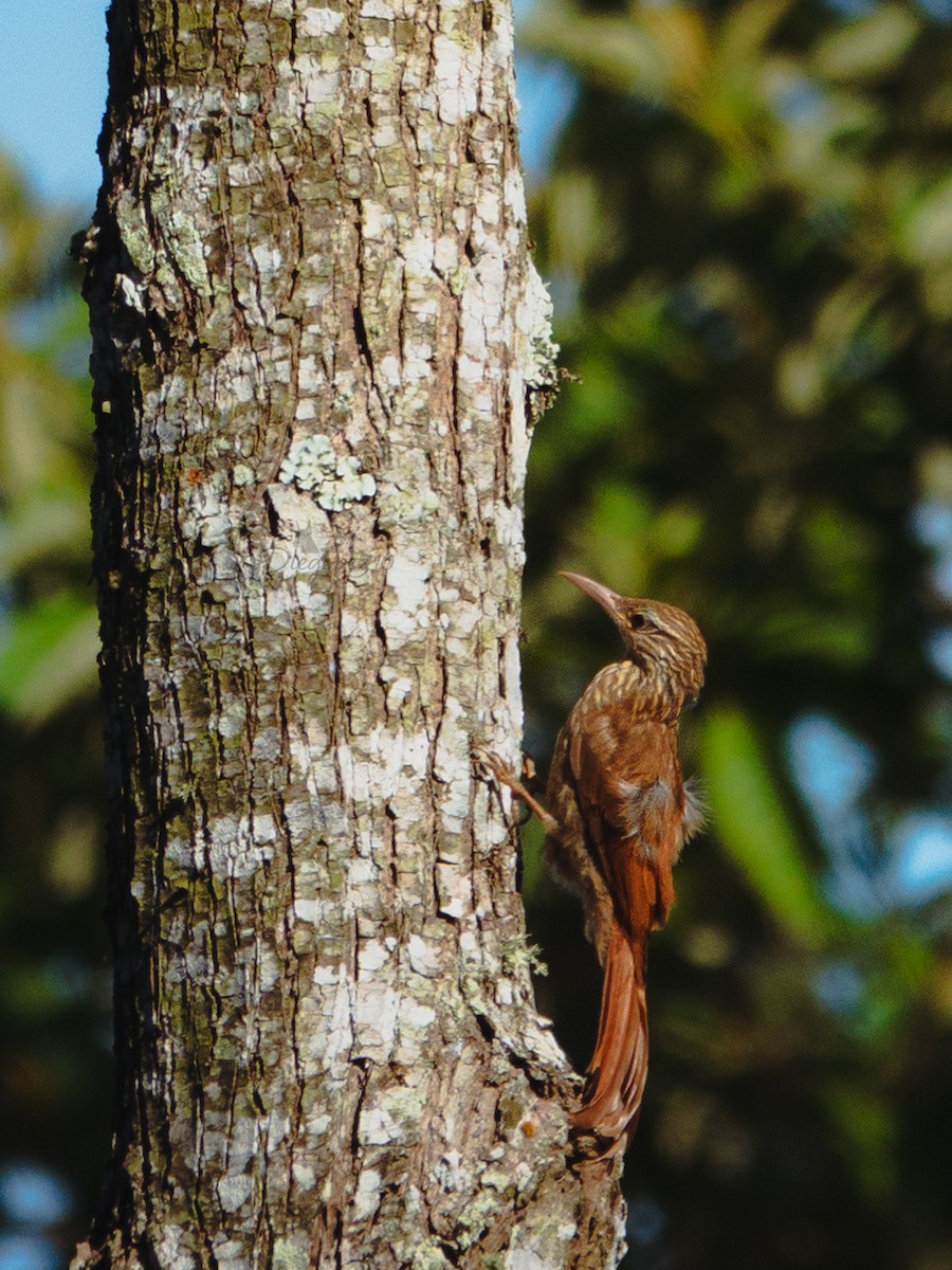Cocoa Woodcreeper - ML640755305