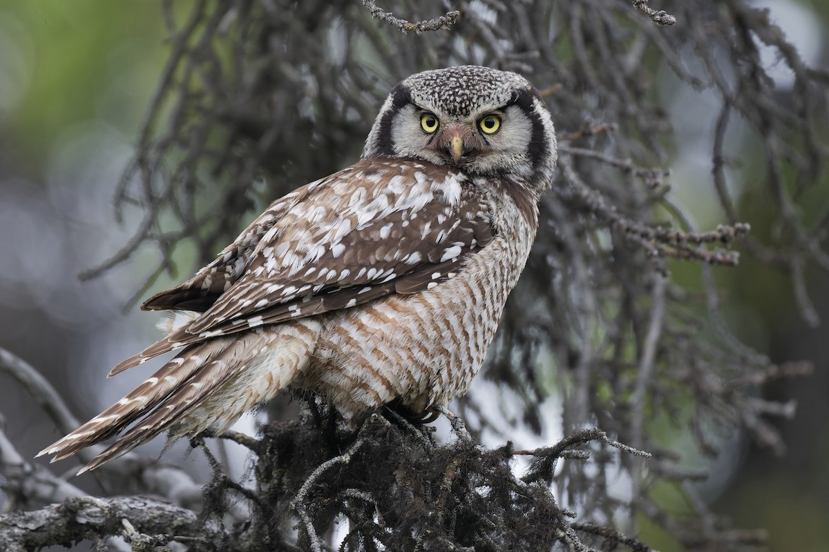 Northern Hawk Owl (American) - ML640755411